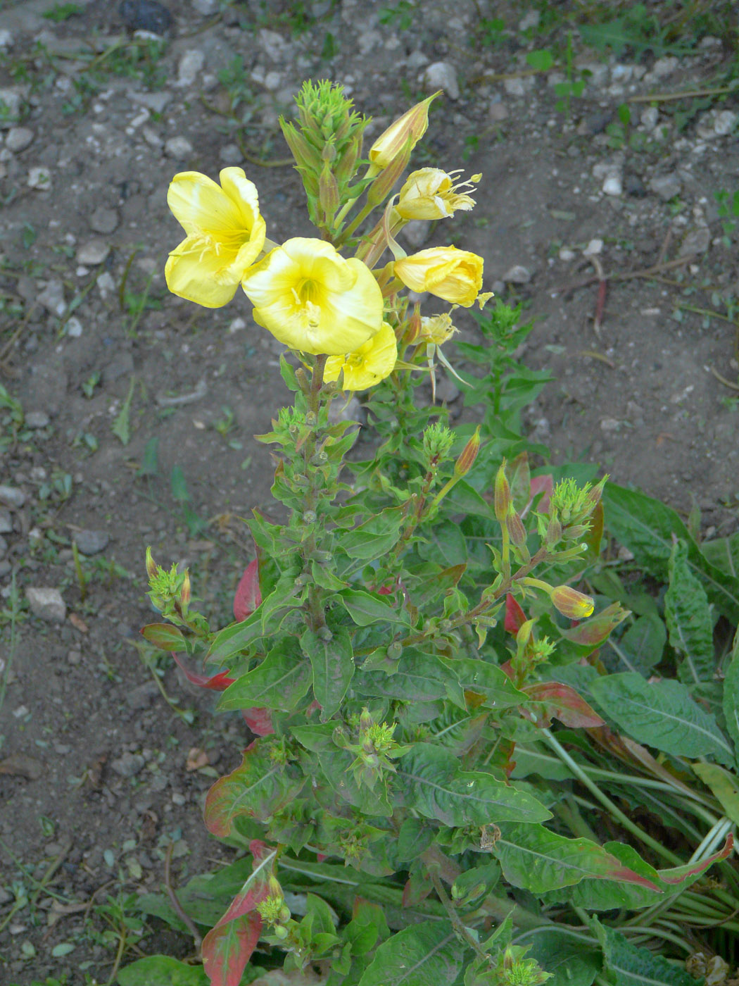 Изображение особи Oenothera glazioviana.