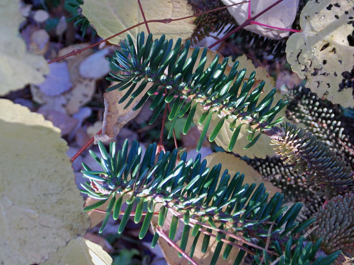 Image of Abies pinsapo specimen.