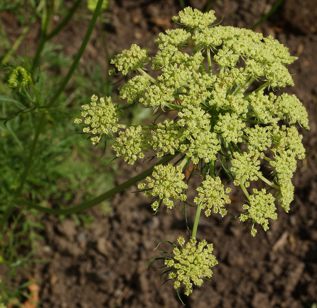 Изображение особи Daucus sativus.