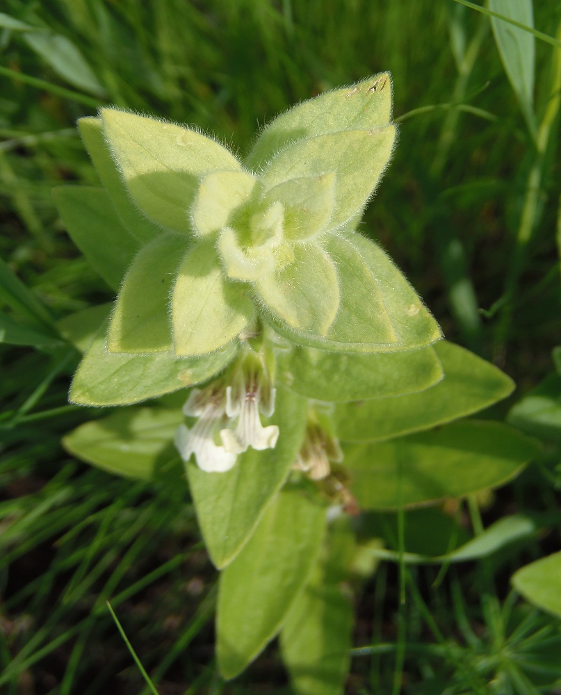 Image of Ajuga laxmannii specimen.