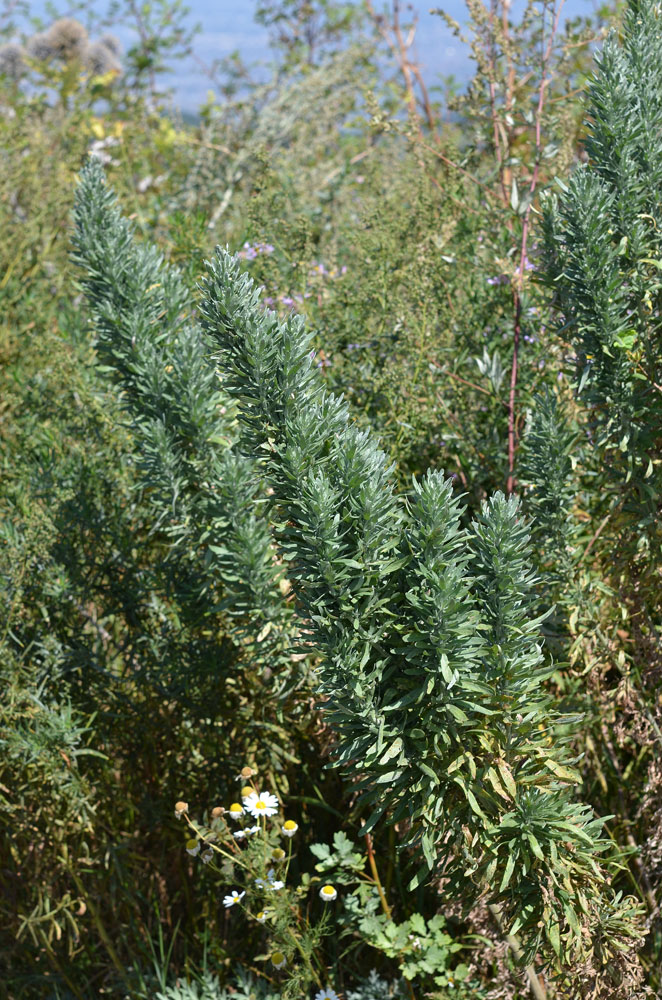 Image of Artemisia absinthium specimen.