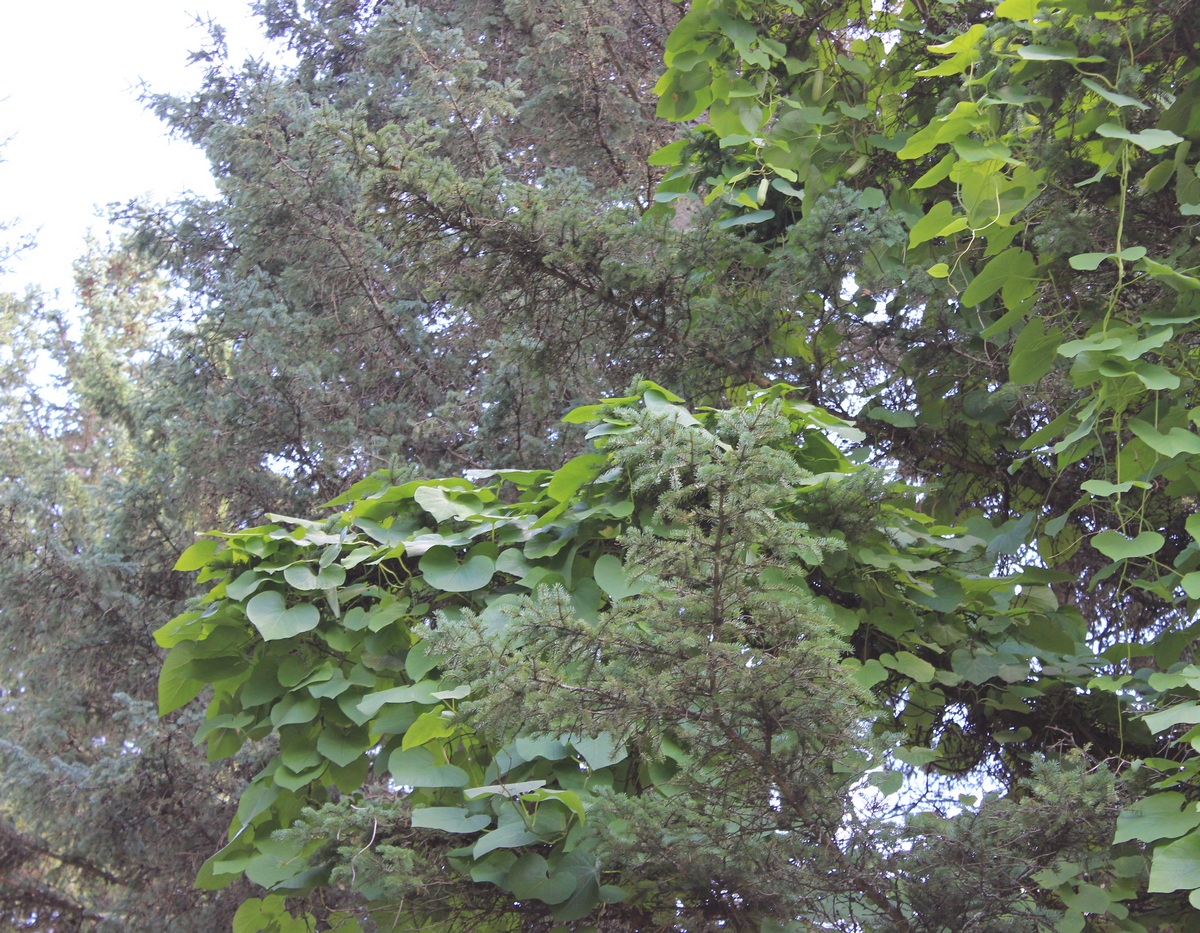 Изображение особи Aristolochia manshuriensis.