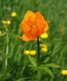 Trollius altaicus. Цветок с кормящейся мухой. Восточный Казахстан, Кокпектинский р-н, 25 км в горы от с. Пантелеймоновка, 1000 м н.у.м., недалеко от ручья, склон сопки. 14.06.2016.