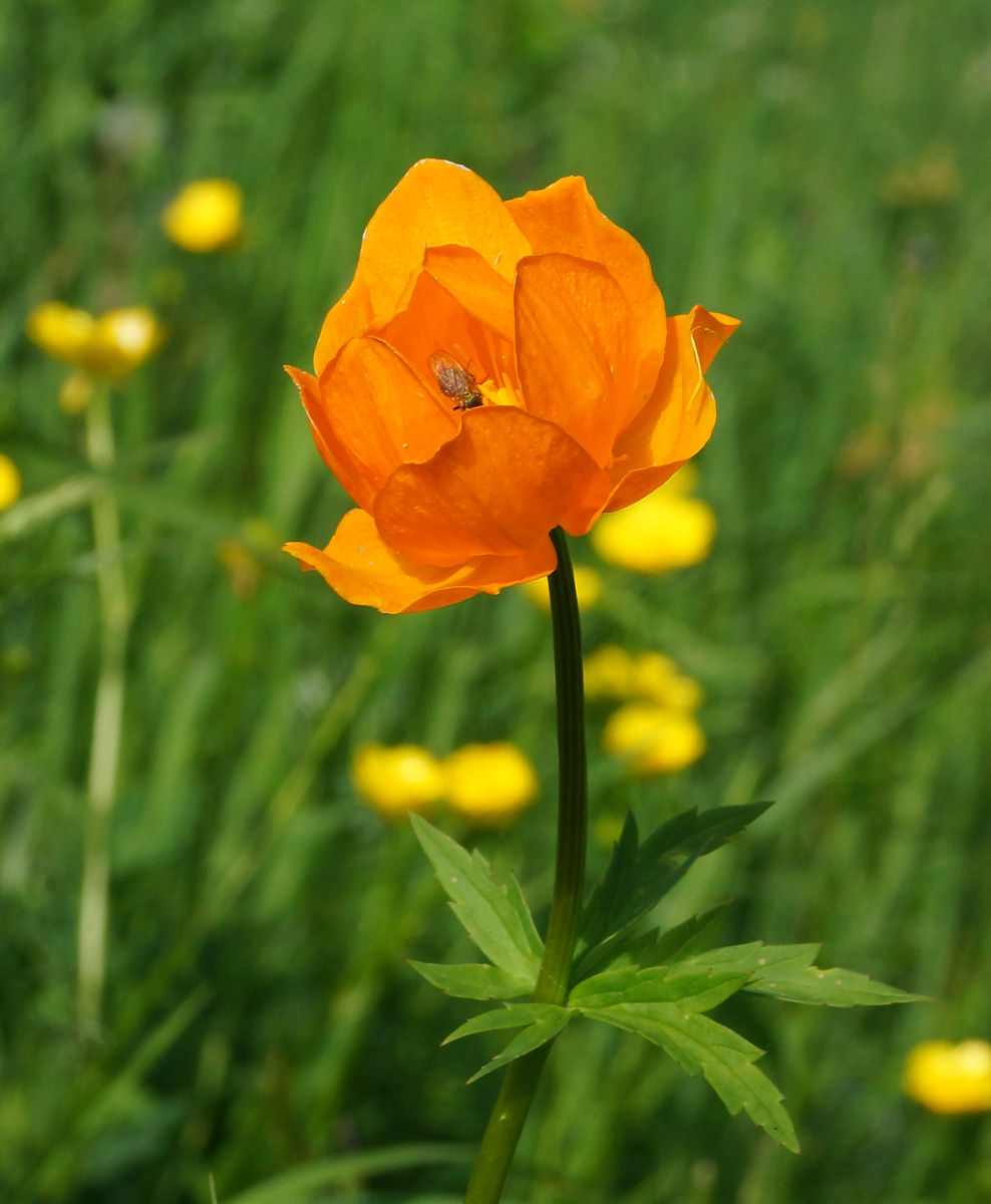 Изображение особи Trollius altaicus.