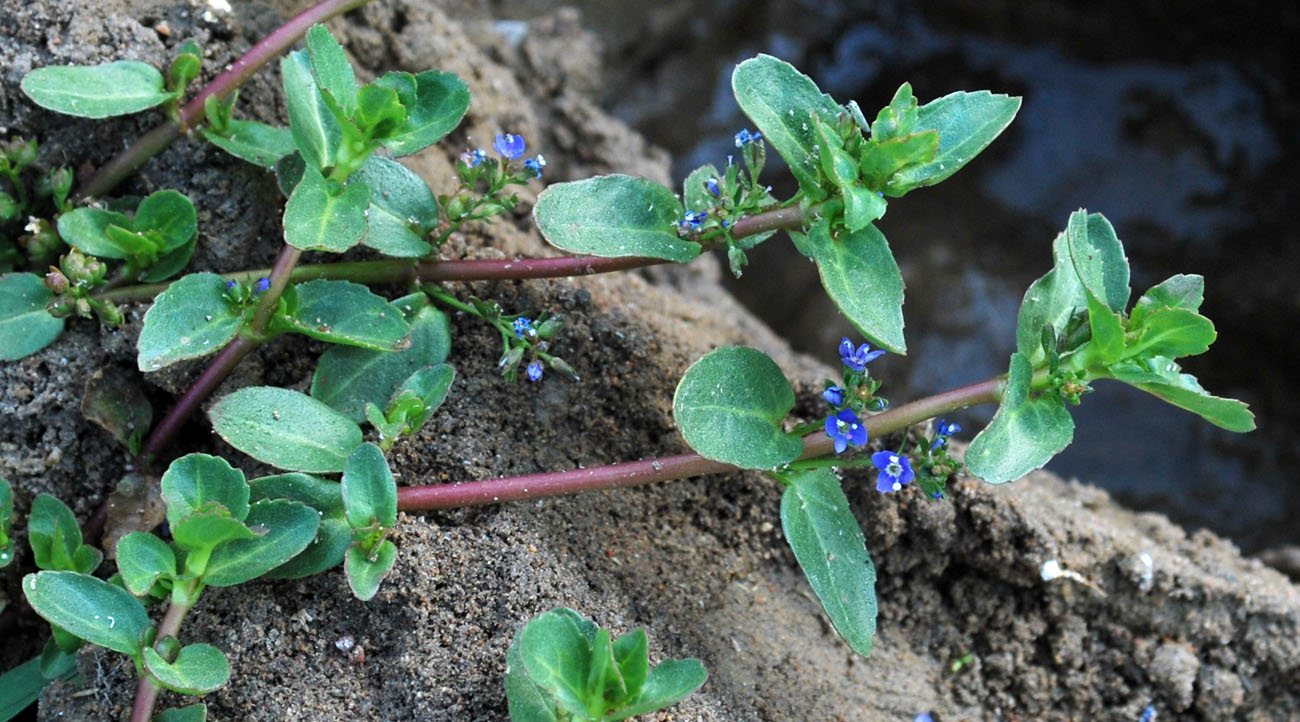 Изображение особи Veronica beccabunga ssp. muscosa.