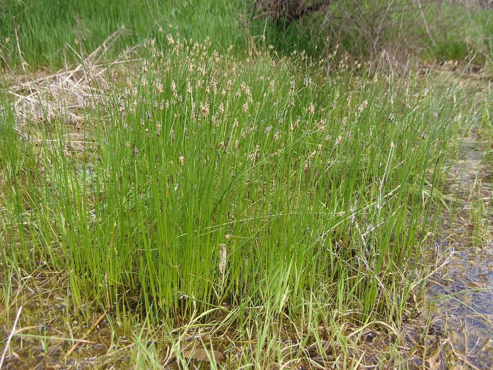 Изображение особи Eleocharis palustris.