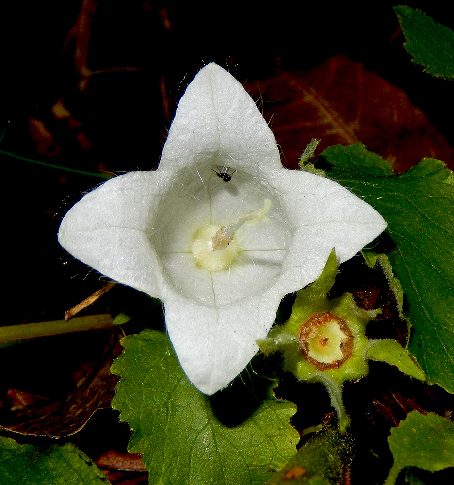 Image of Campanula pendula specimen.