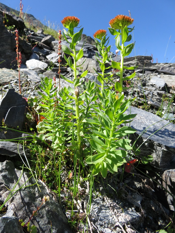 Image of Rhodiola rosea specimen.