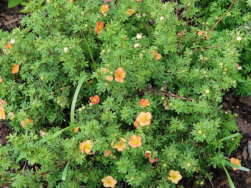 Image of Dasiphora fruticosa specimen.