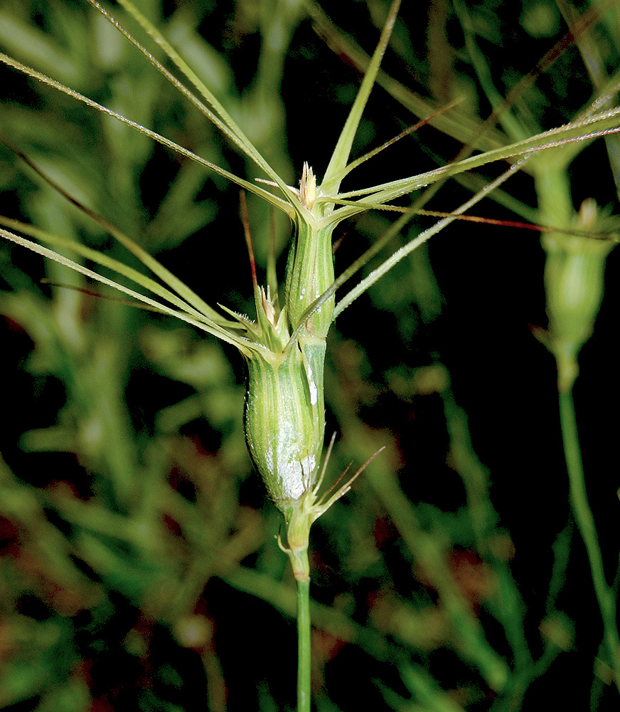 Изображение особи Aegilops biuncialis.