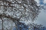 Populus × sibirica. Часть кроны цветущего мужского дерева. Тверская обл., Весьегонск, Приморский парк, в культуре. 4 мая 2012 г.