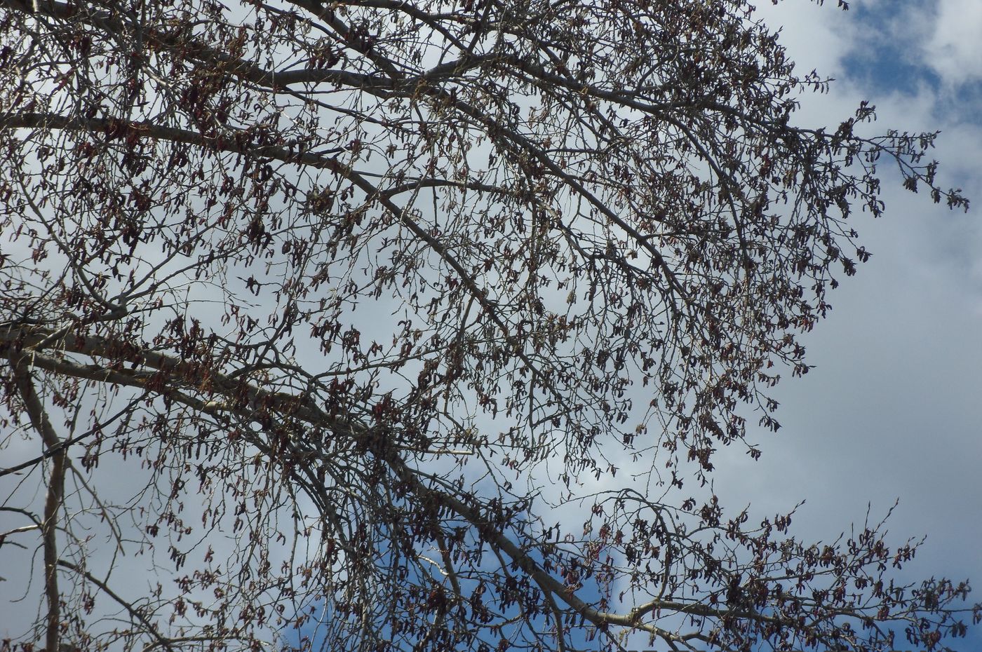 Image of Populus &times; sibirica specimen.