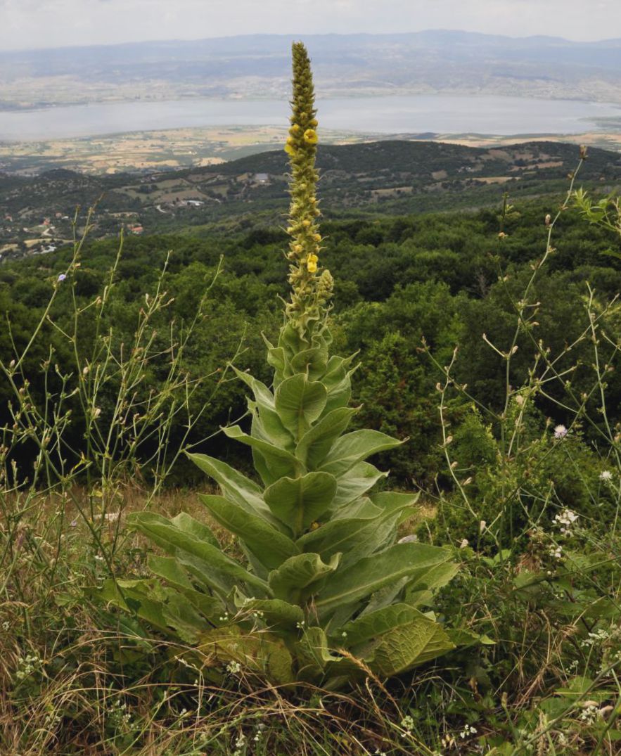 Image of genus Verbascum specimen.