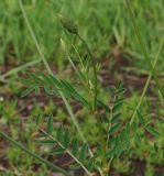 Onobrychis viciifolia. Побег с бутонами и листьями. Восточный Казахстан, Кокпектинский р-н, 25 км в горы от с. Пантелеймоновка, 1000 м н.у.м., пологий склон сопки. 13.06.2016.