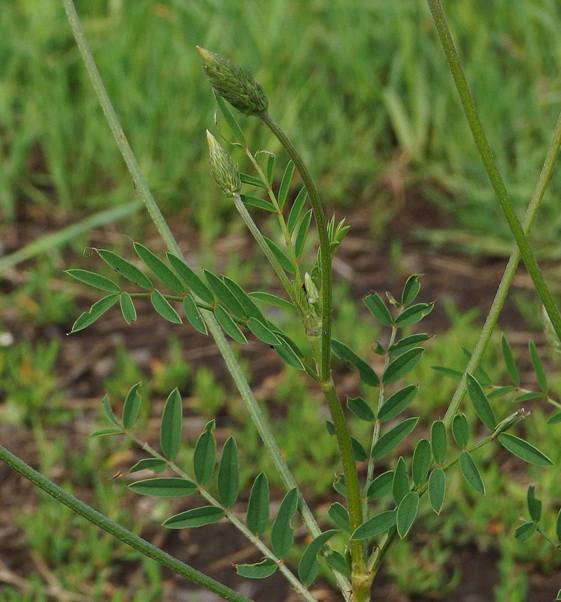 Image of Onobrychis viciifolia specimen.