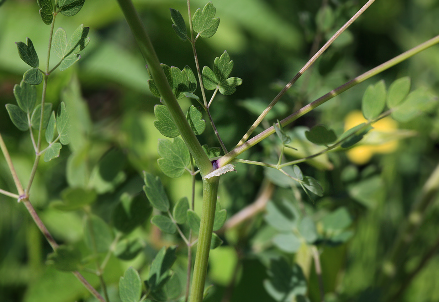 Изображение особи Thalictrum squarrosum.