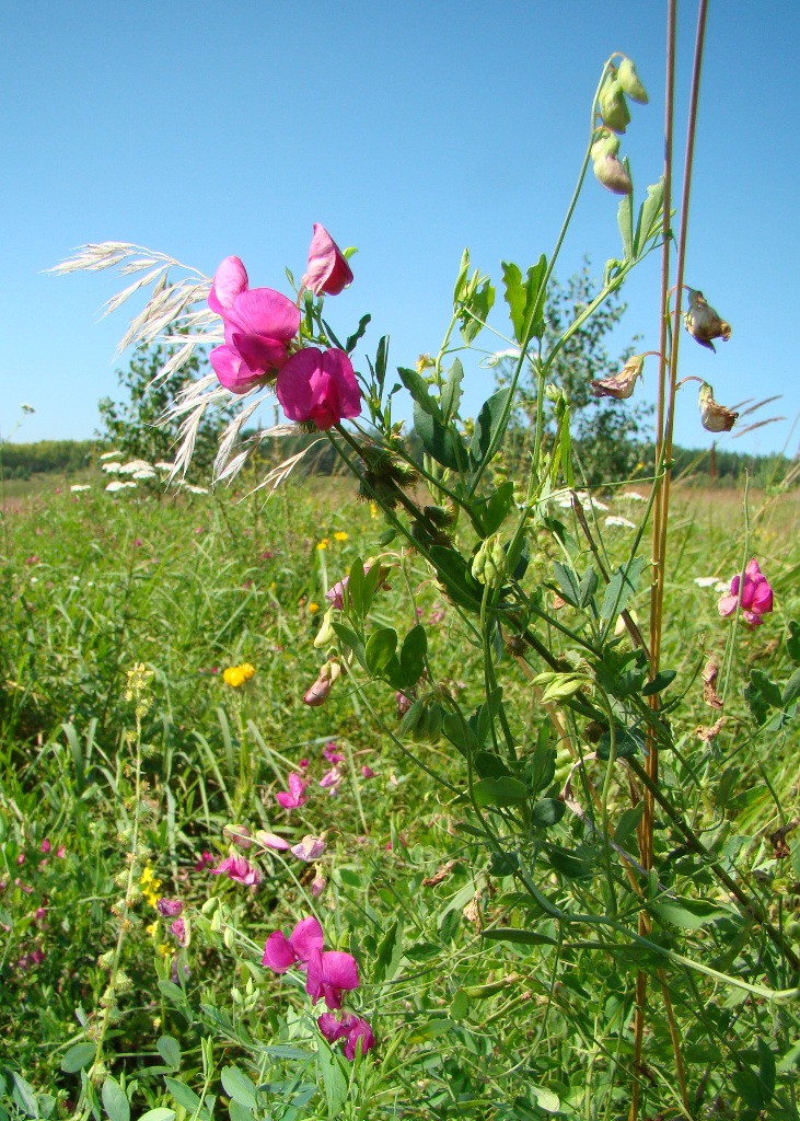 Image of Lathyrus tuberosus specimen.