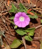 Convolvulus coelesyriacus. Верхушка цветущего растения. Израиль, Нижняя Галилея, г. Верхний Назарет, ландшафтный парк, обочина грунтовой дороги. 27.03.2017.