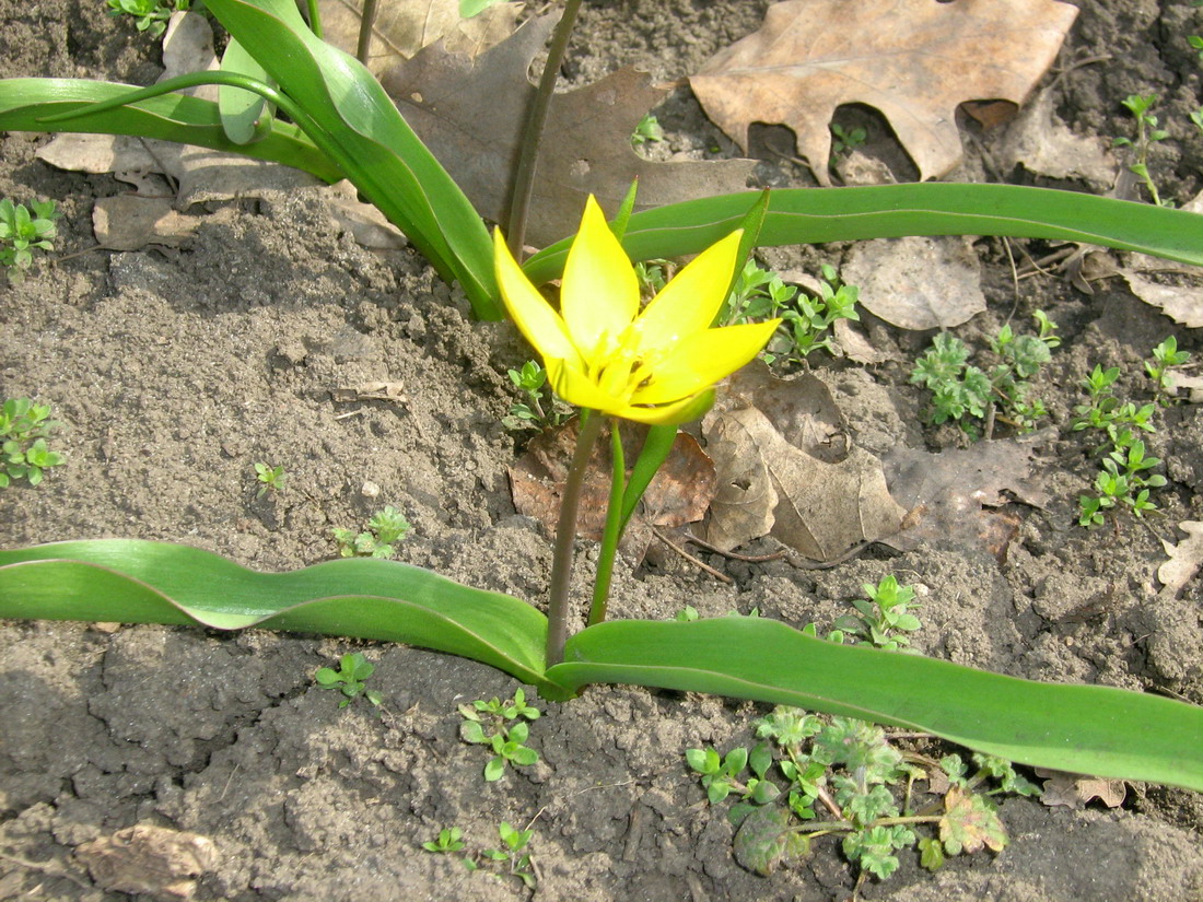 Image of Tulipa dasystemon specimen.