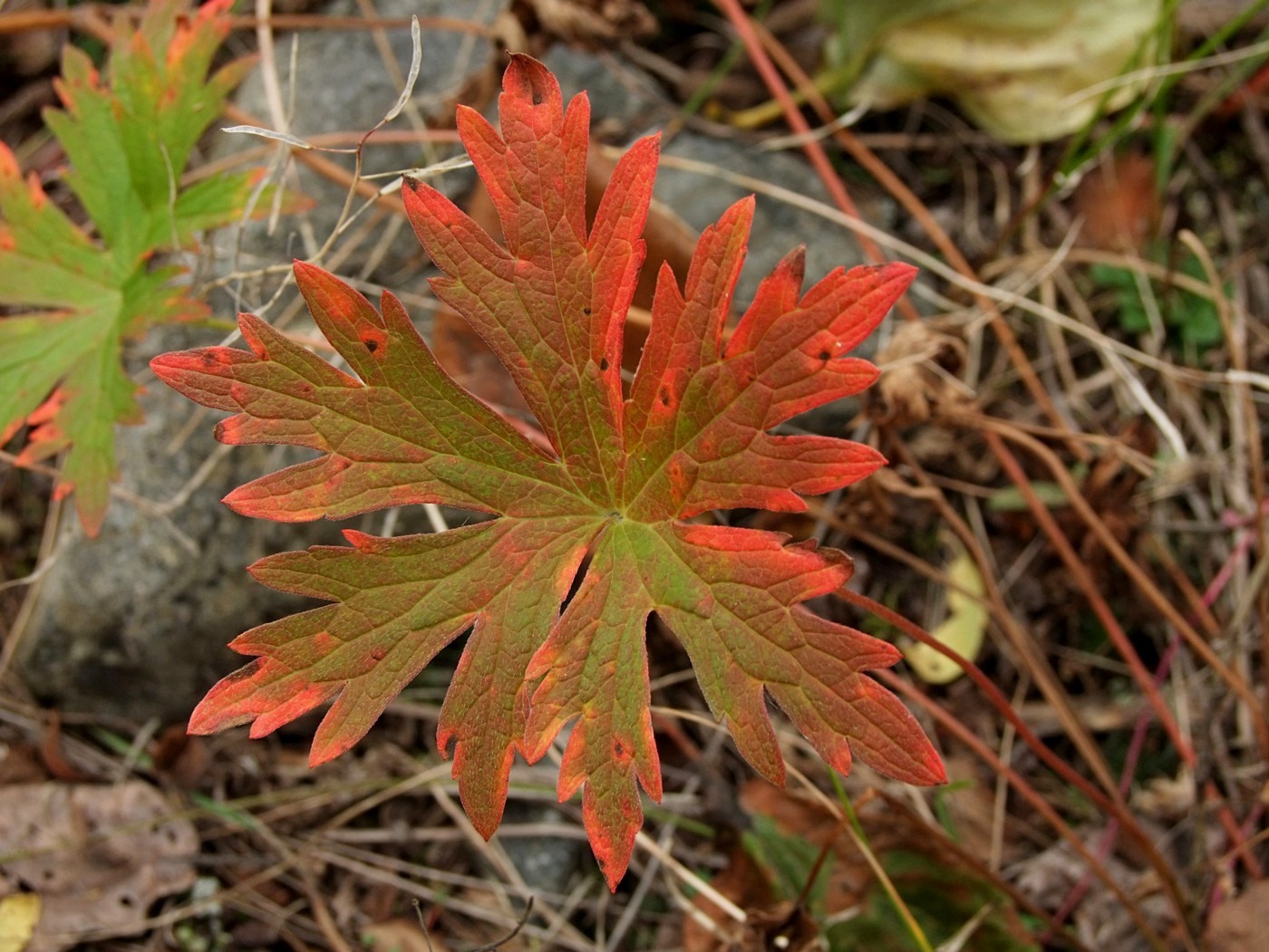 Изображение особи Geranium erianthum.