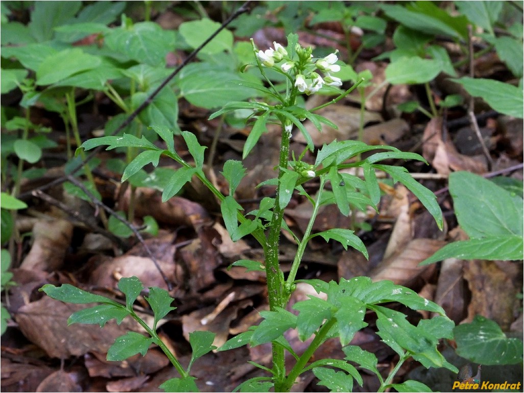 Image of Cardamine impatiens specimen.