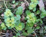 Chrysosplenium alternifolium. Верхушки зацветающего растения. Ленинградская обл., Кингисеппский р-н, в 5,5км севернее дер. Куровицы, сырой лес. 10.04.2017.