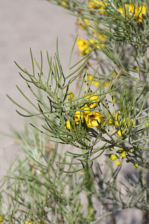 Image of Senna artemisioides specimen.