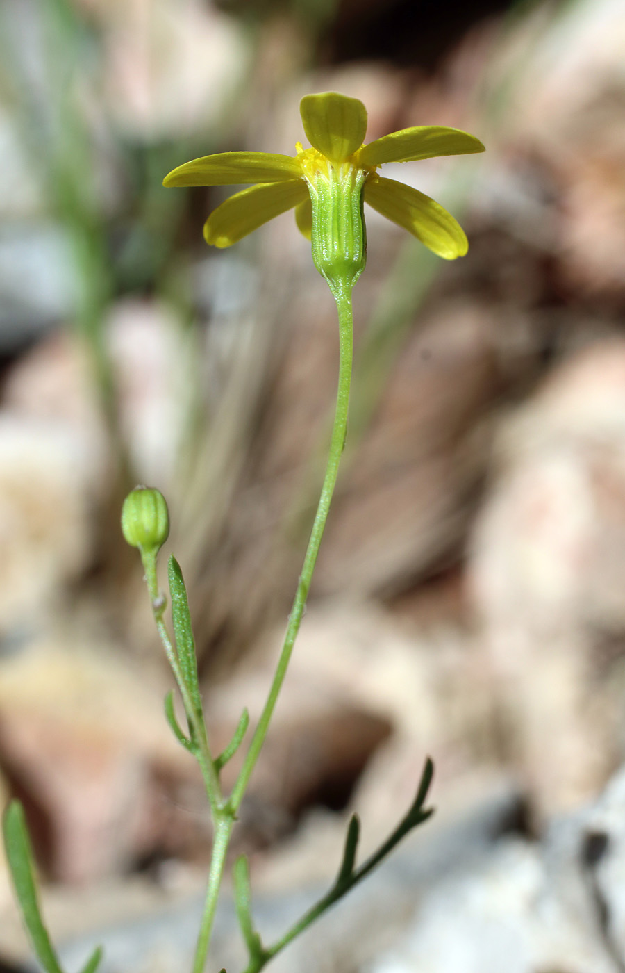 Image of Senecio noeanus specimen.