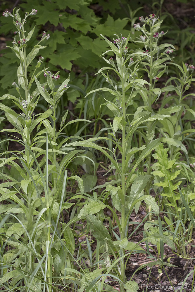 Изображение особи Cynoglossum officinale.