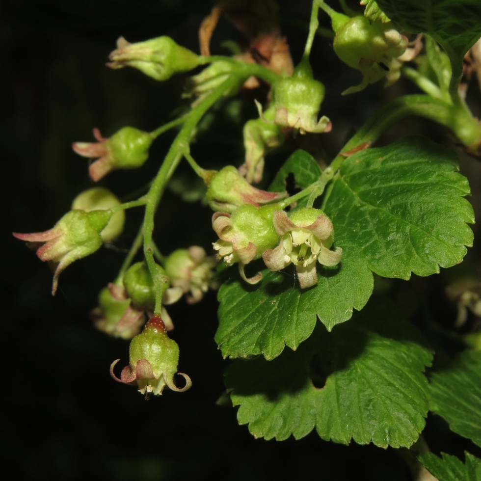 Изображение особи Ribes nigrum.