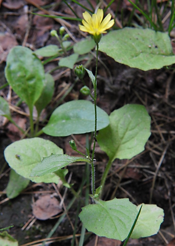 Изображение особи Lapsana communis.