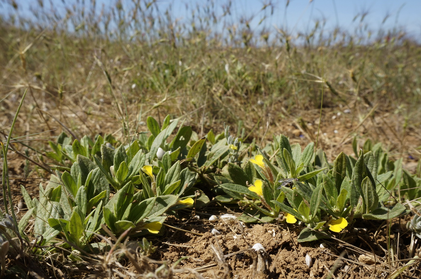 Image of Ajuga salicifolia specimen.