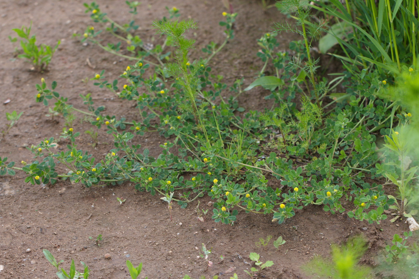 Изображение особи Medicago lupulina.