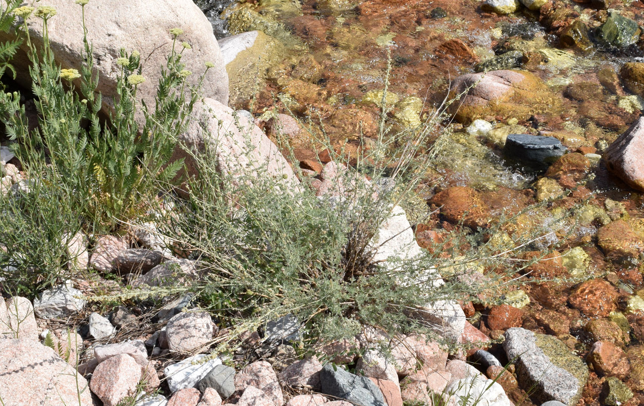 Изображение особи Artemisia persica.