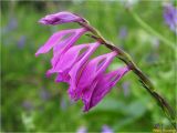 Gladiolus imbricatus. Соцветие. Украина, Ивано-Франковская обл., Долинский р-н, Шевченковский сельсовет, окр. с. Мысливка, частично заболоченный необрабатываемый предгорный луг. 06.07.2017.