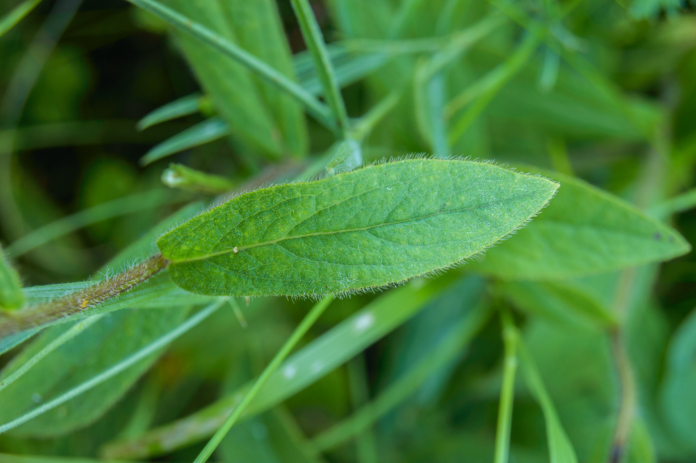 Image of Inula hirta specimen.