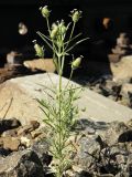 Plantago arenaria