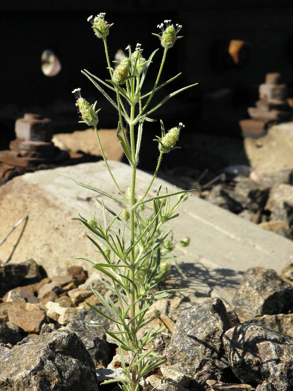 Изображение особи Plantago arenaria.