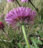 Erigeron venustus. Верхушка побега с соцветием. Кабардино-Балкария, Эльбрусский р-н, близ р. Ирикчат, ок. 2800 м н.у.м. 28.07.2017.