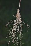 Allium prokhanovii