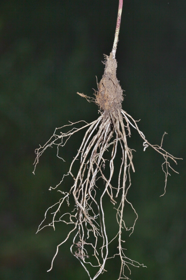 Image of Allium prokhanovii specimen.