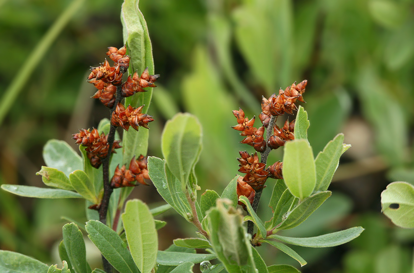 Image of Myrica tomentosa specimen.