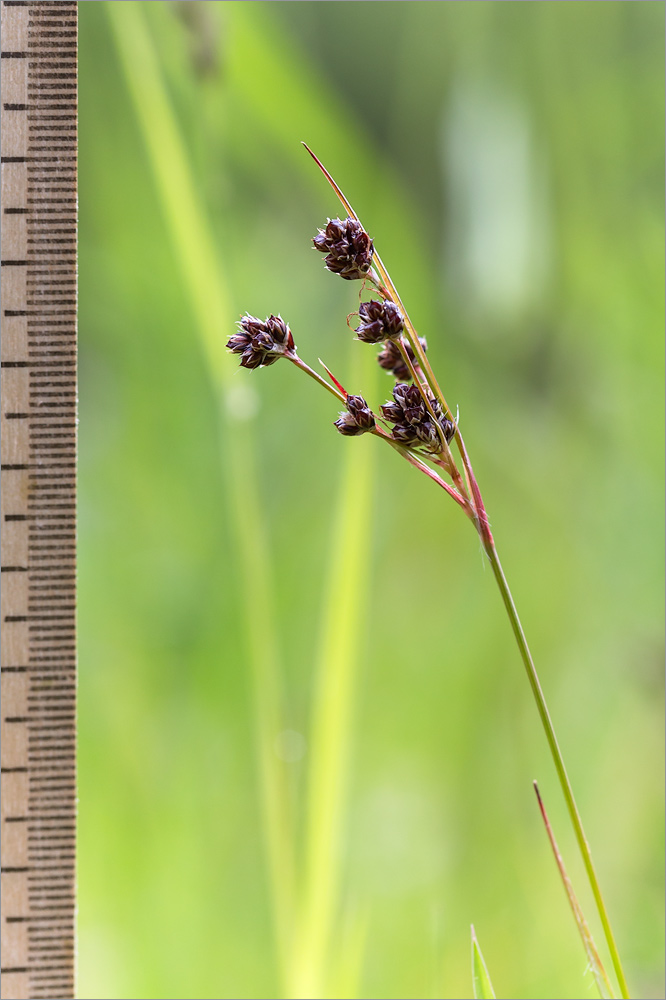 Image of Luzula multiflora specimen.