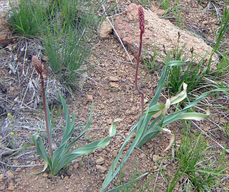 Image of Eremurus cristatus specimen.