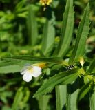 Gratiola officinalis