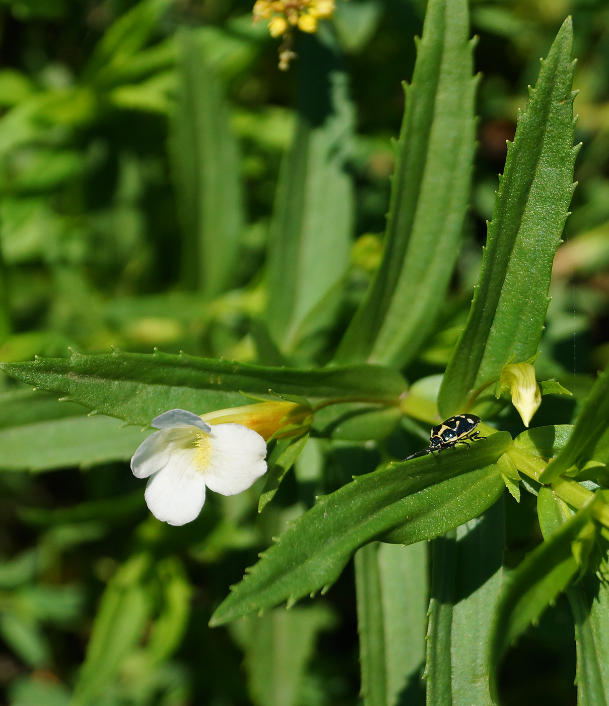 Изображение особи Gratiola officinalis.