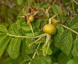 Rosa rugosa. Незрелые плоды с сидящим сенокосцем. Пермский край, пос. Юго-Камский, частное подворье, в культуре. 14 сентября 2017 г.
