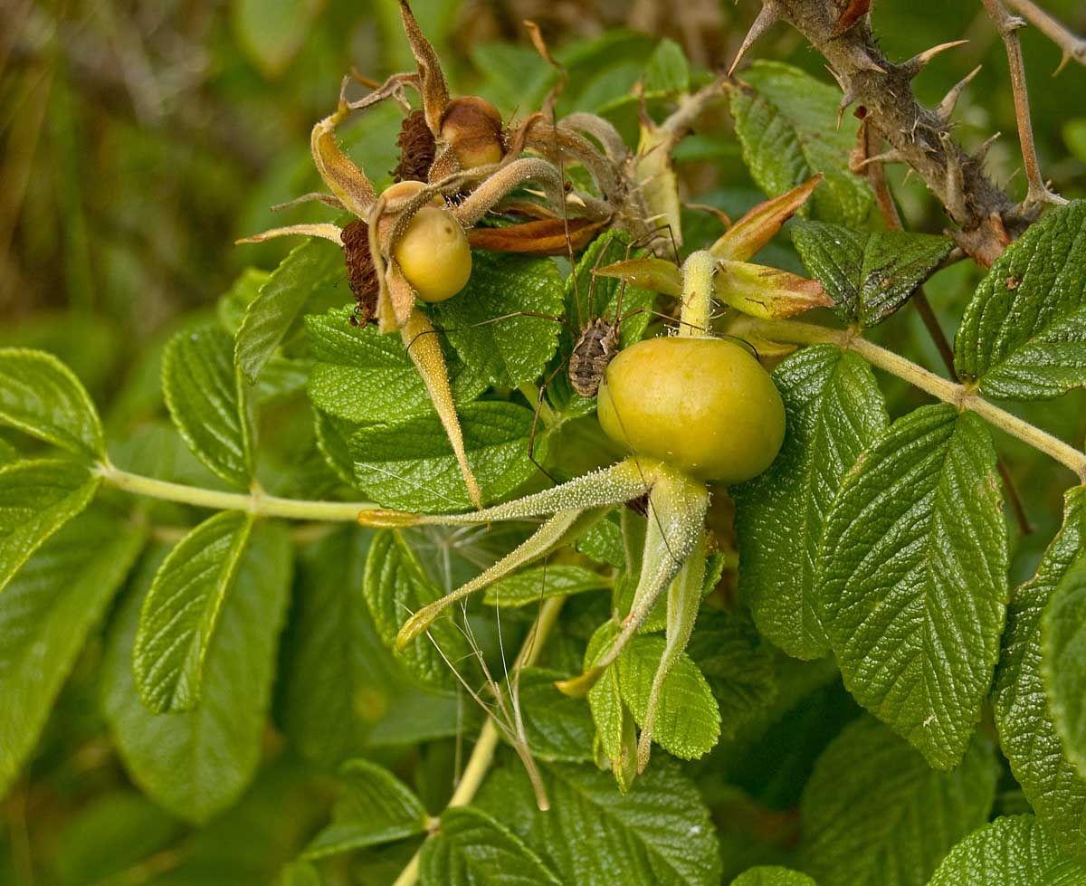 Изображение особи Rosa rugosa.