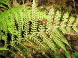 Athyrium monomachii