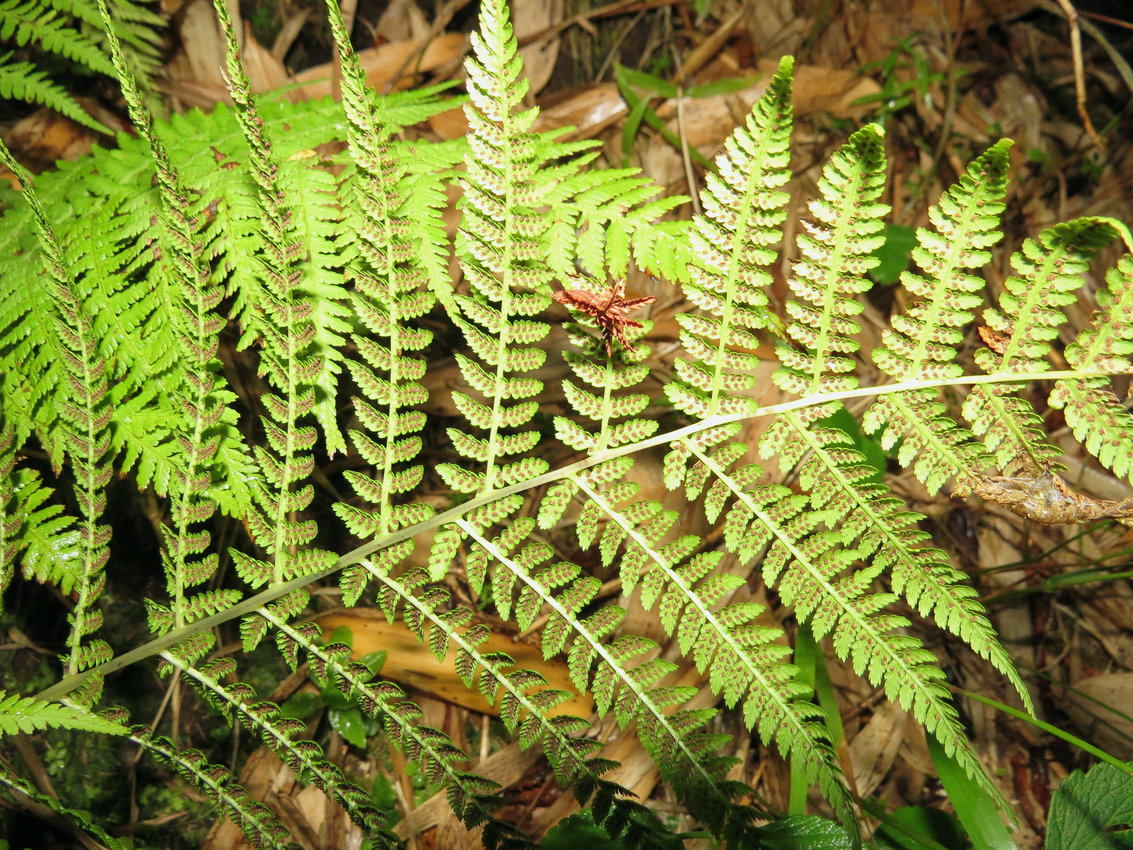 Изображение особи Athyrium monomachii.